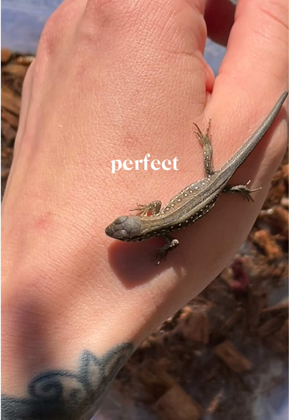 @Sserpent888