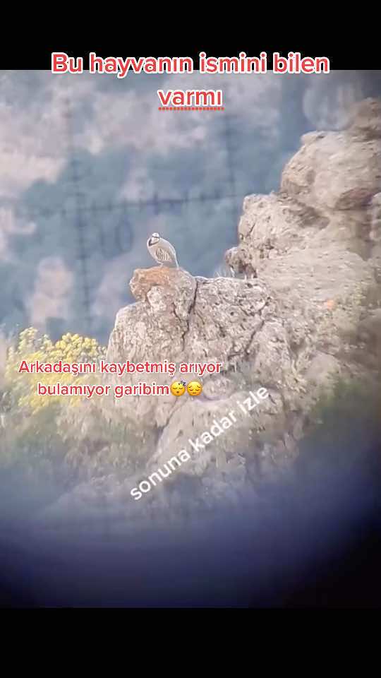 @Kalbim zengindir 😂Bozkurt 😎