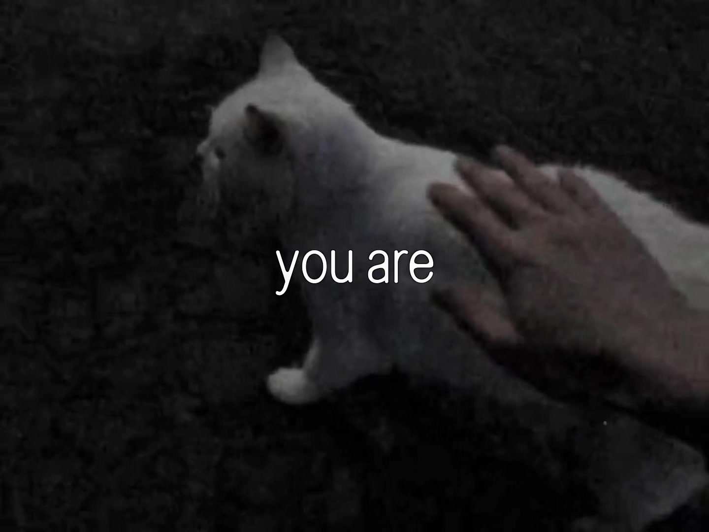 @bug