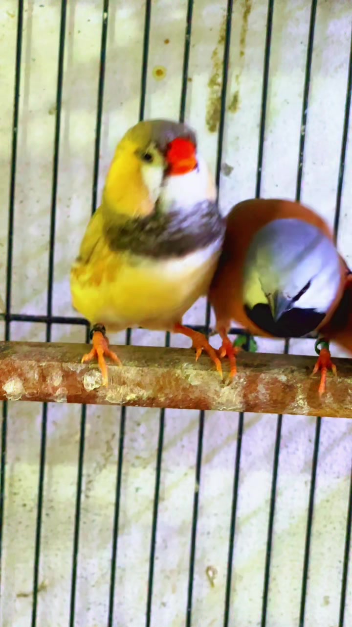 @Lala Aviary