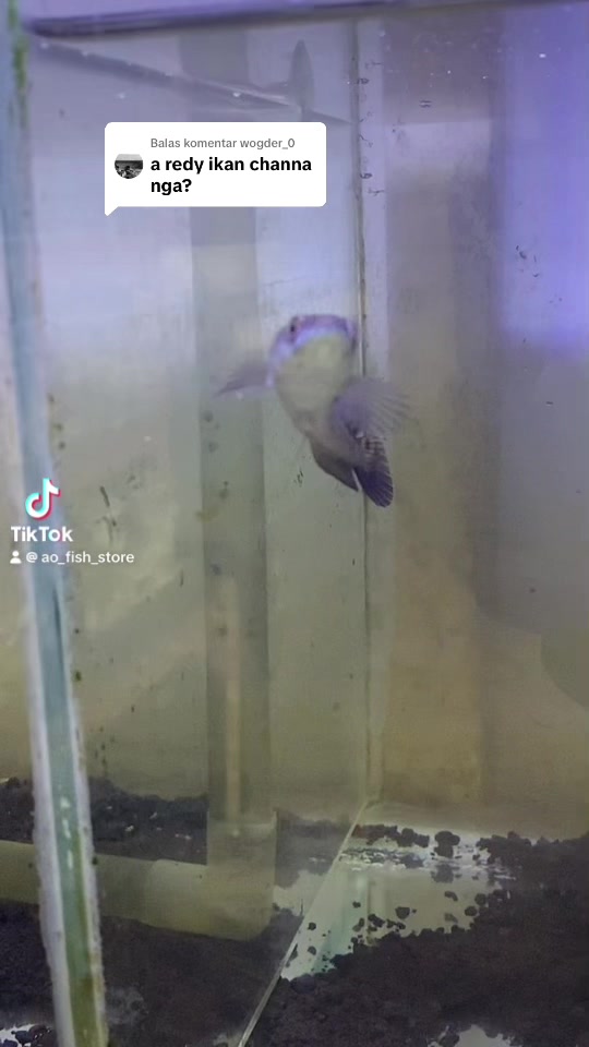 @Animal Lovers Shop