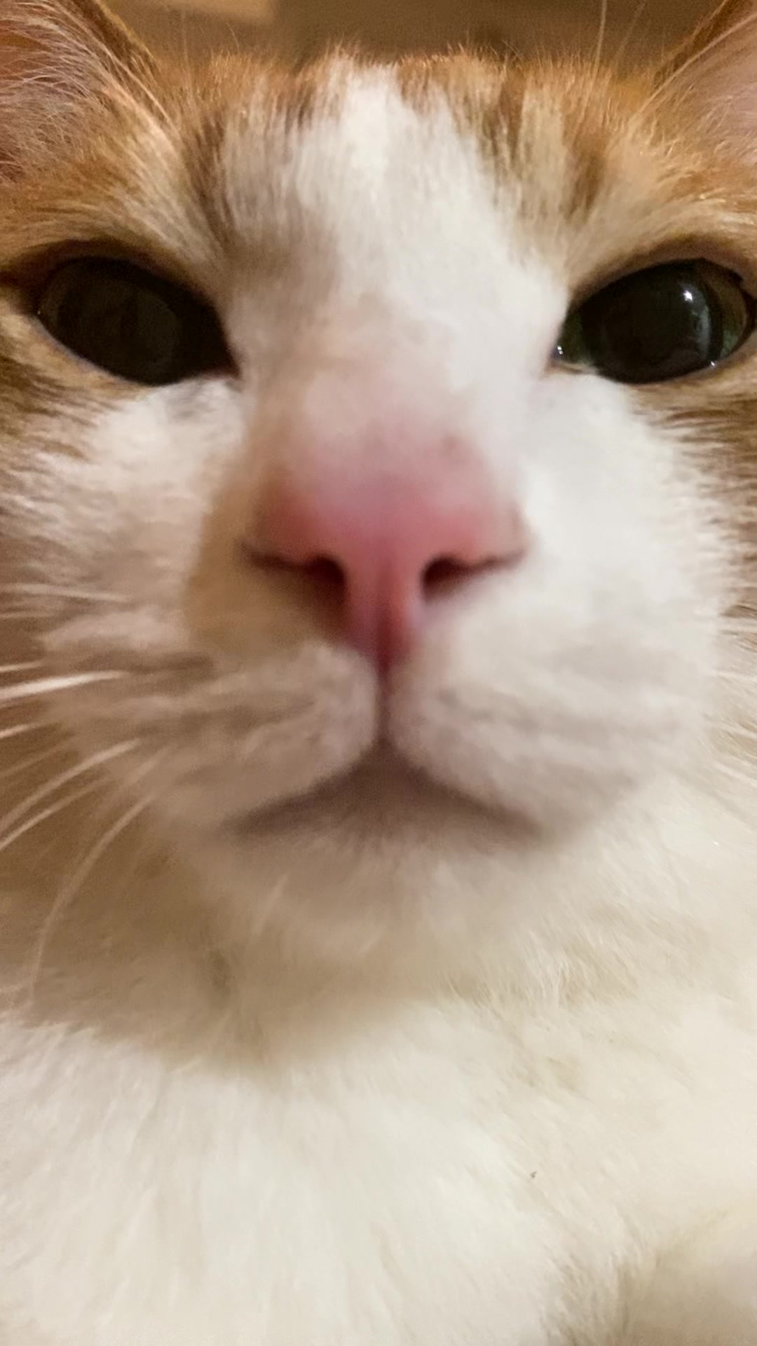 @猫のはっさく