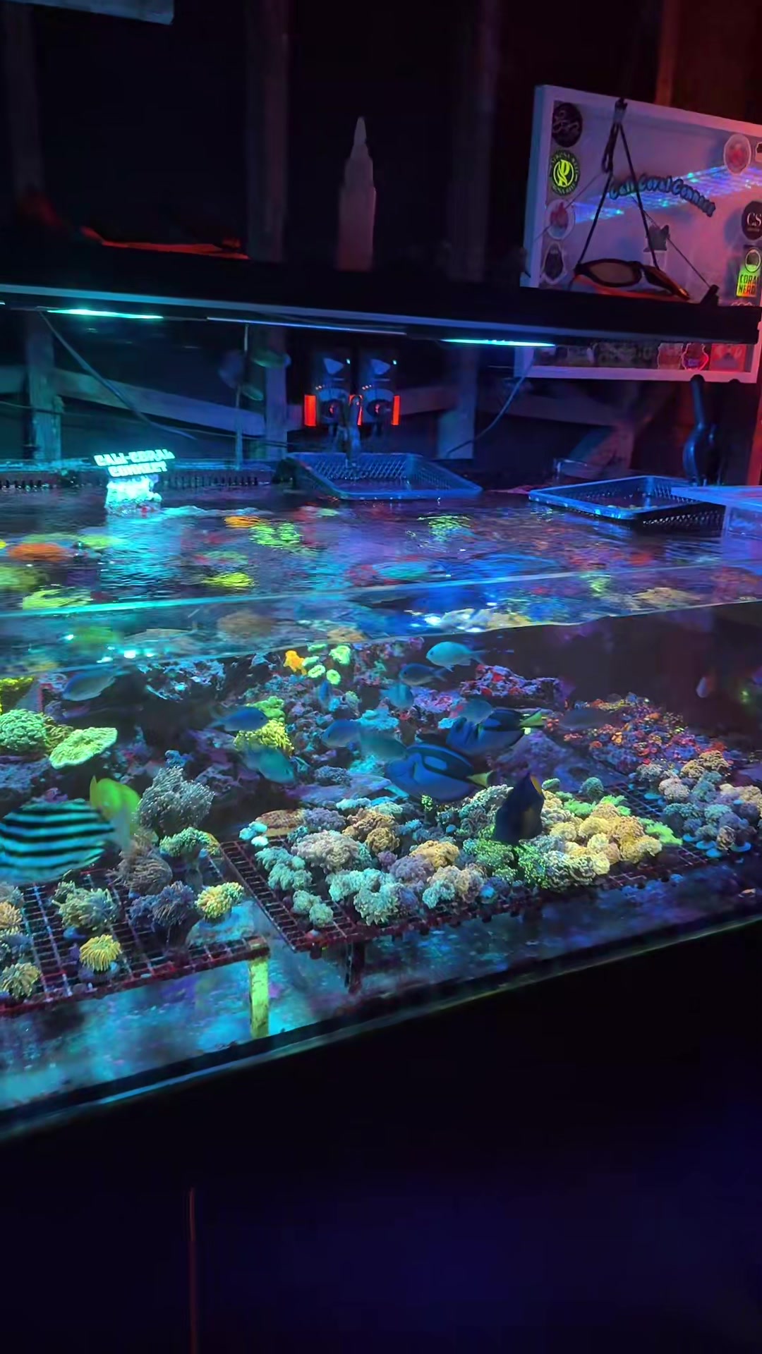 @Cali_Coral_Connect_hxa