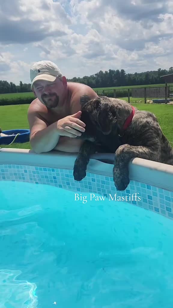 @Big Paw Mastiffs