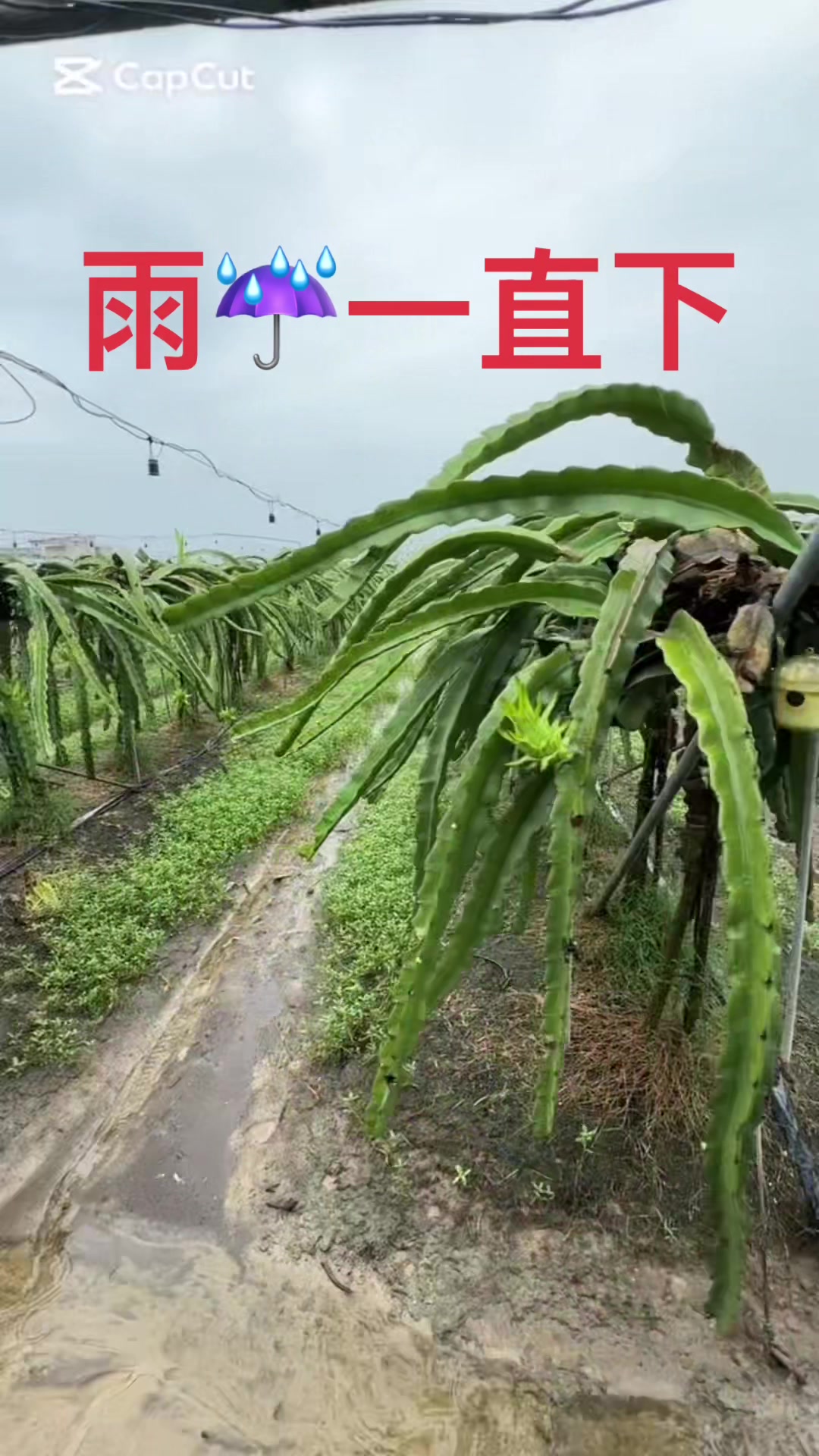 @滿幸福果園