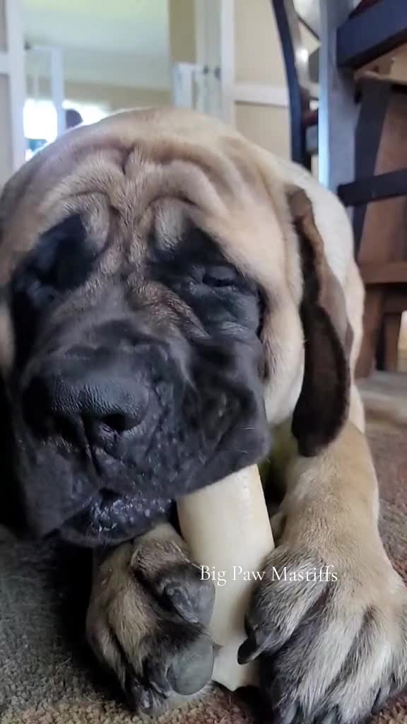 @Big Paw Mastiffs