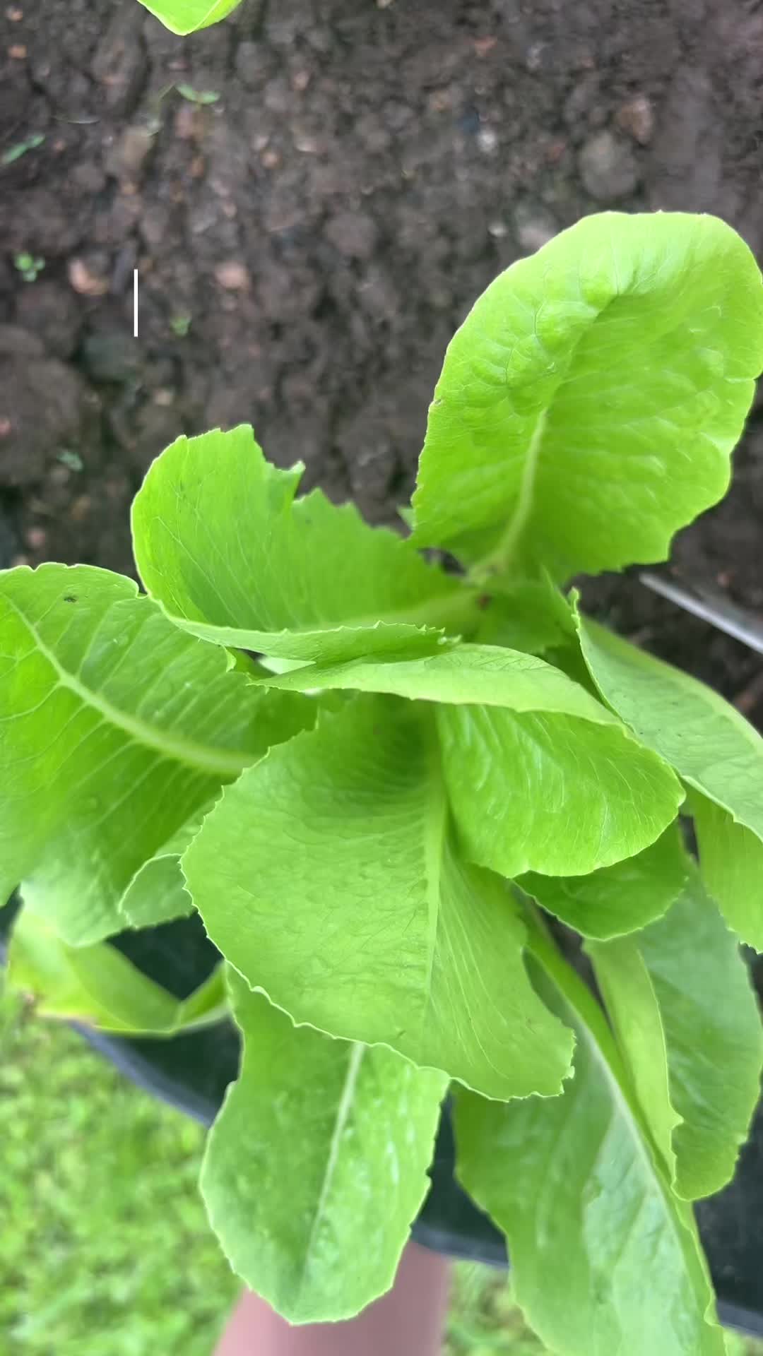 @untamed_wildflower