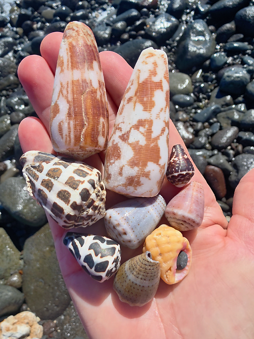 @Noe ๐ Shells