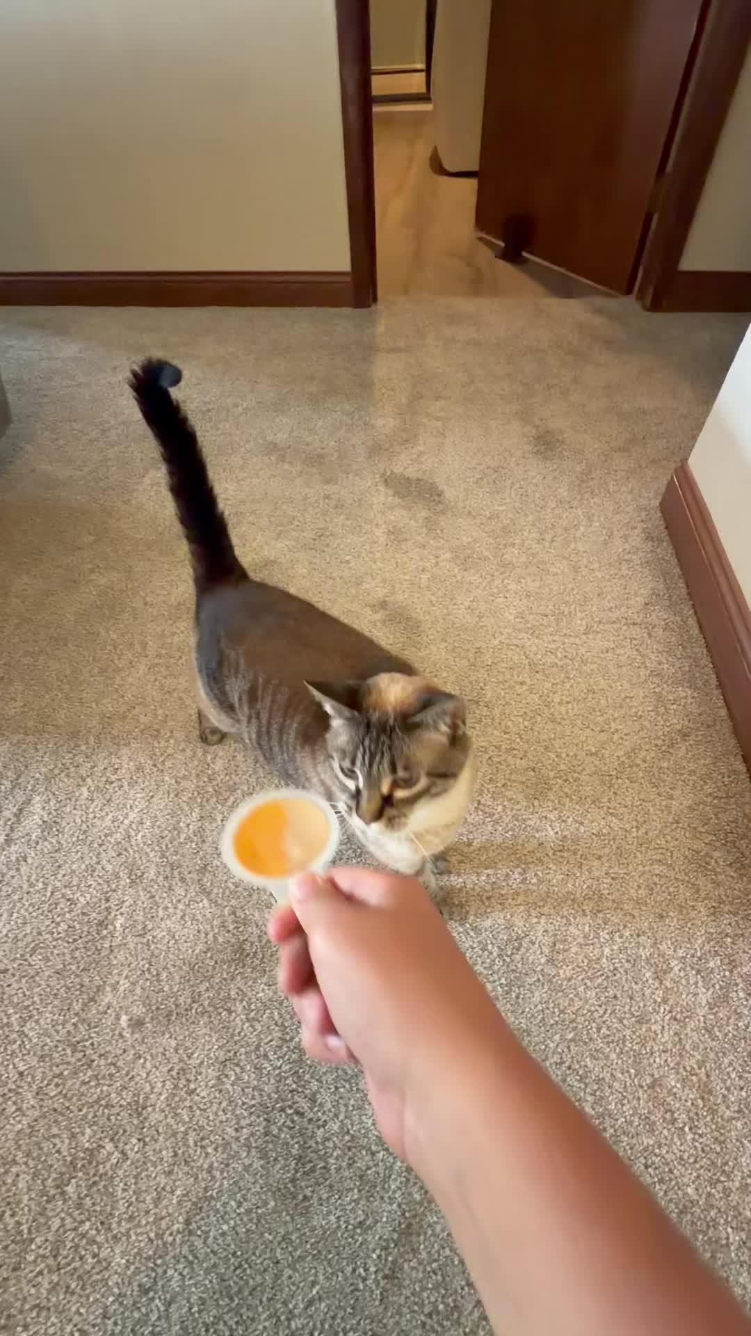 @PepperTheCat