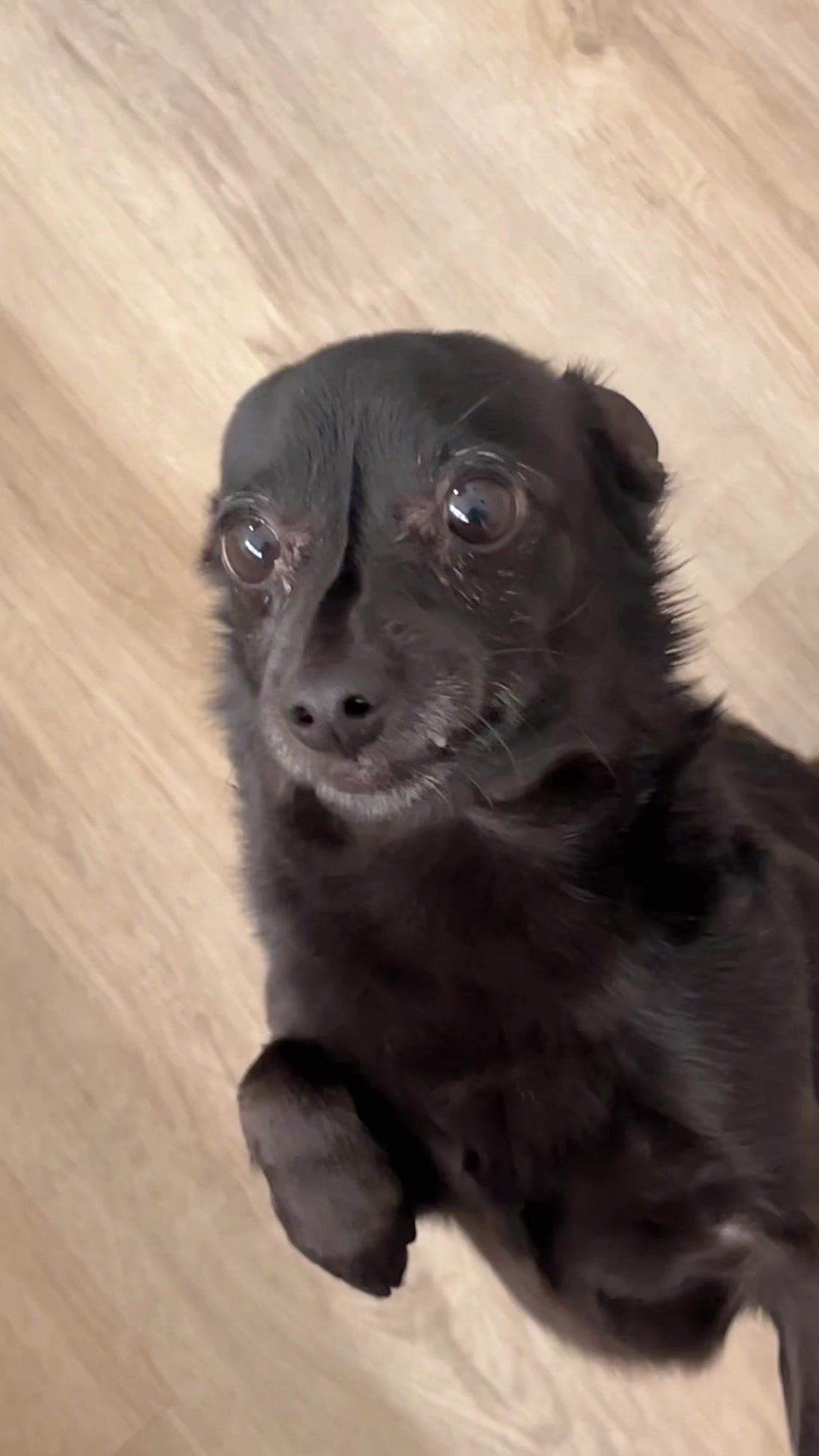 @Blackjack_Chihuahua