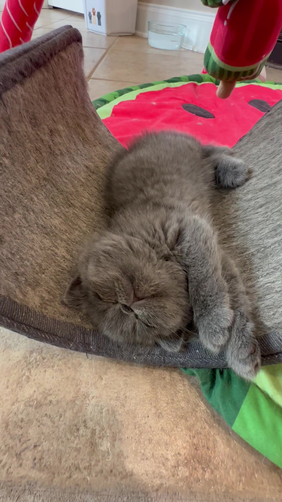 @KittyAmourCattery
