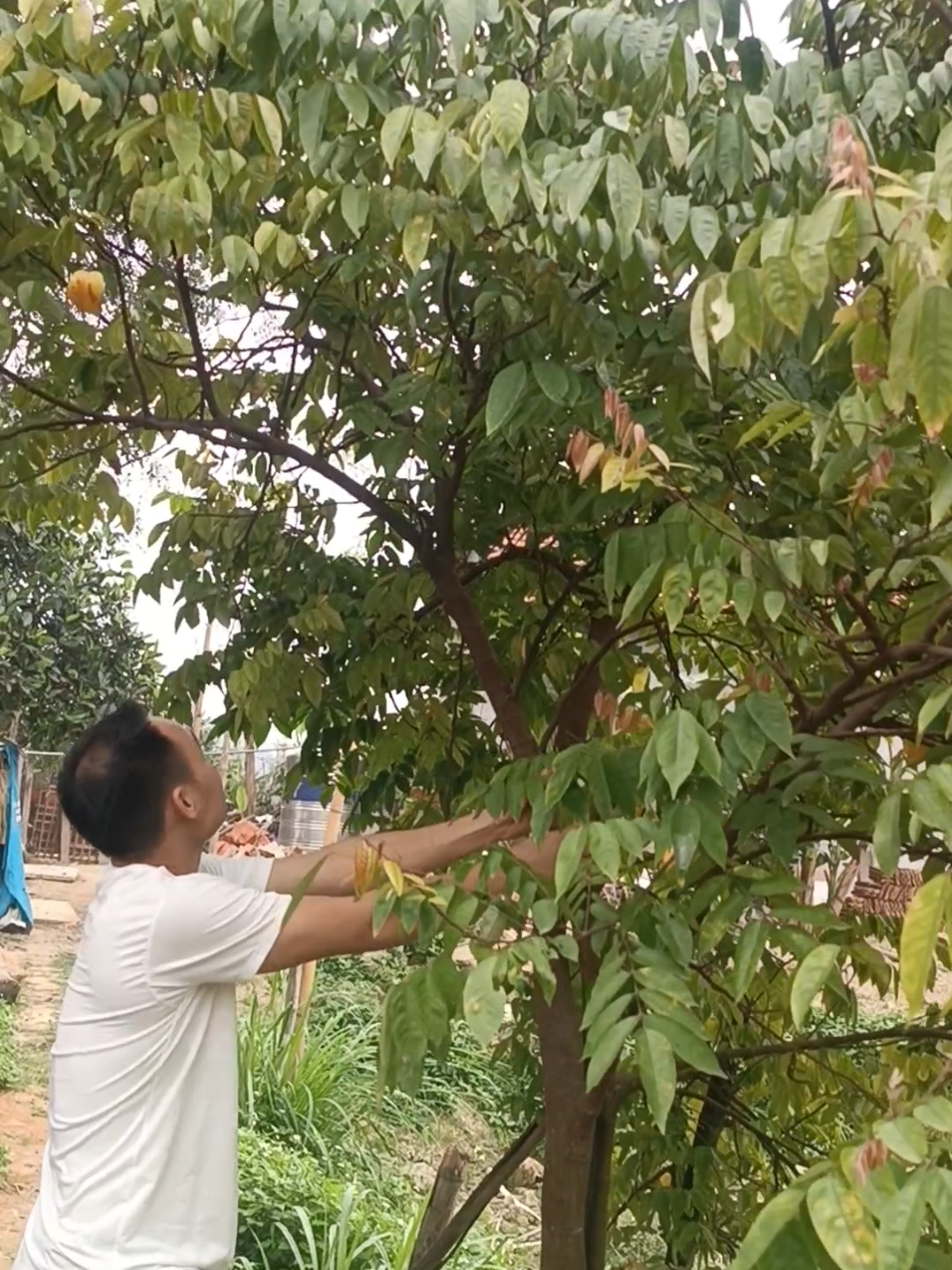 @Tổng Sỉ Hu&acirc;n Hường Thổ Tang