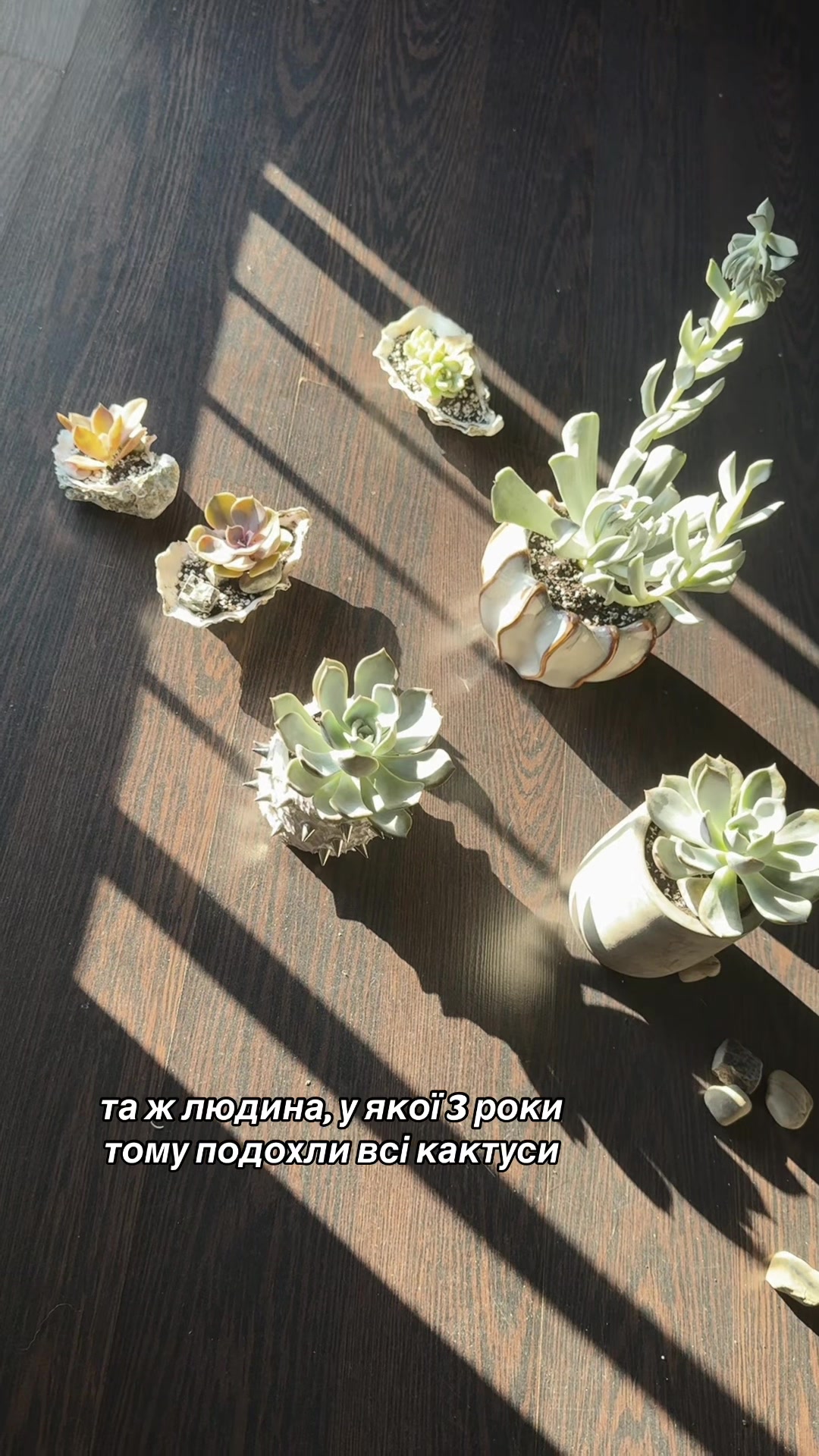 @морело