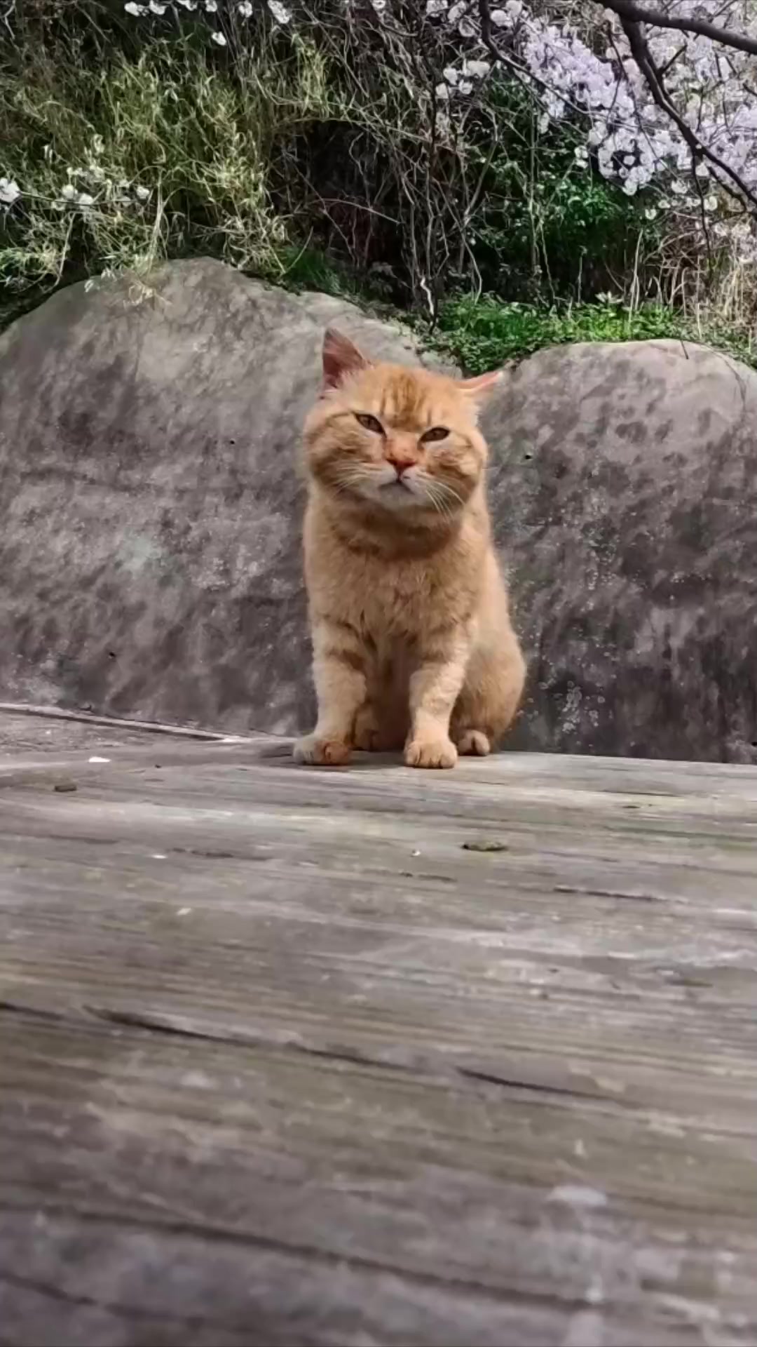 @感動猫動画