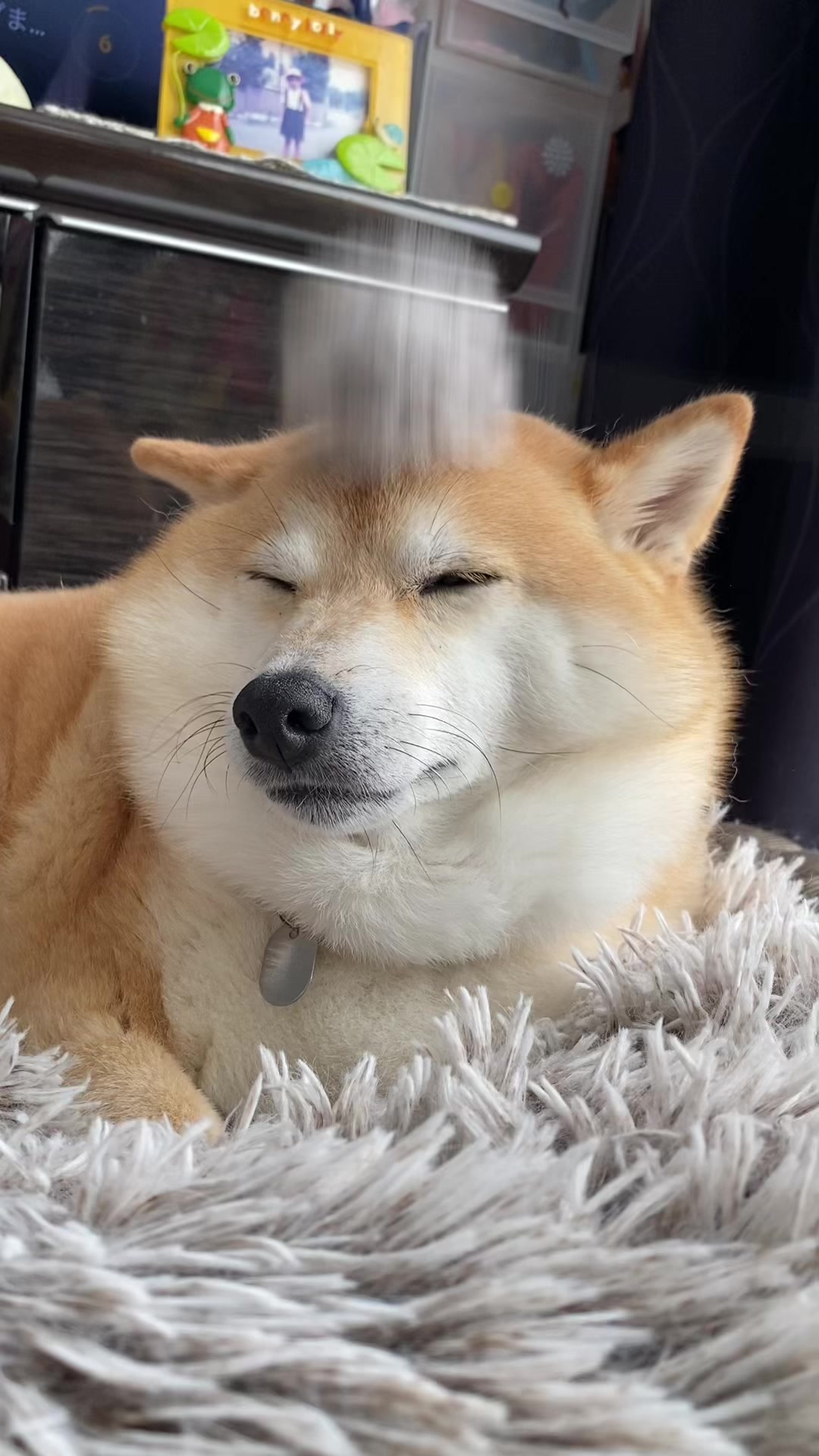 @こむぎといなり