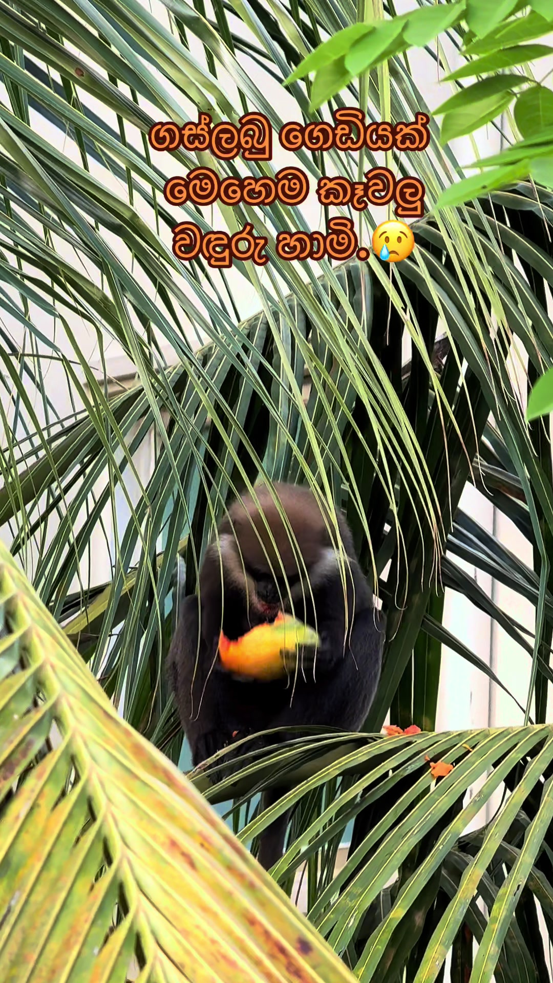 @rahulwara