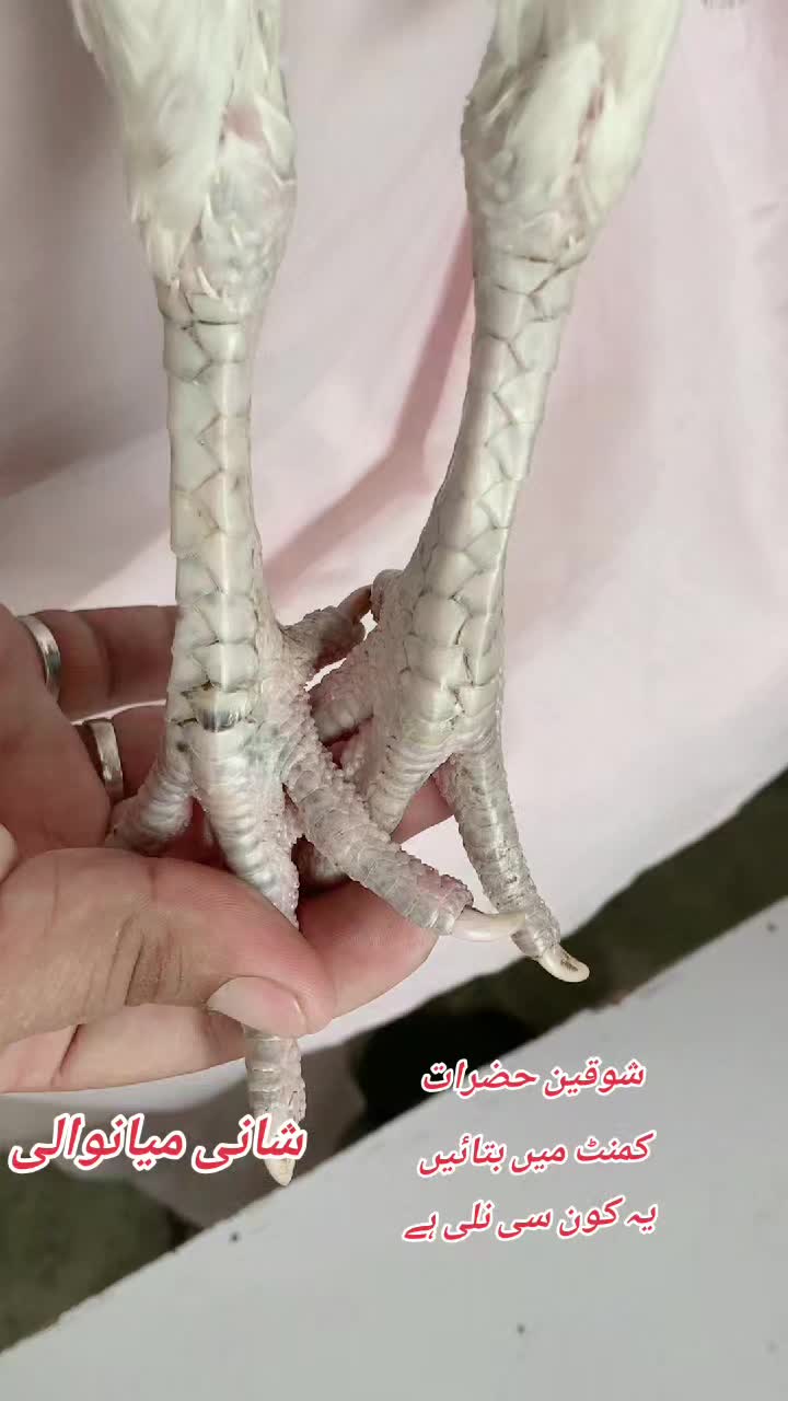 @Shani.Mianwali