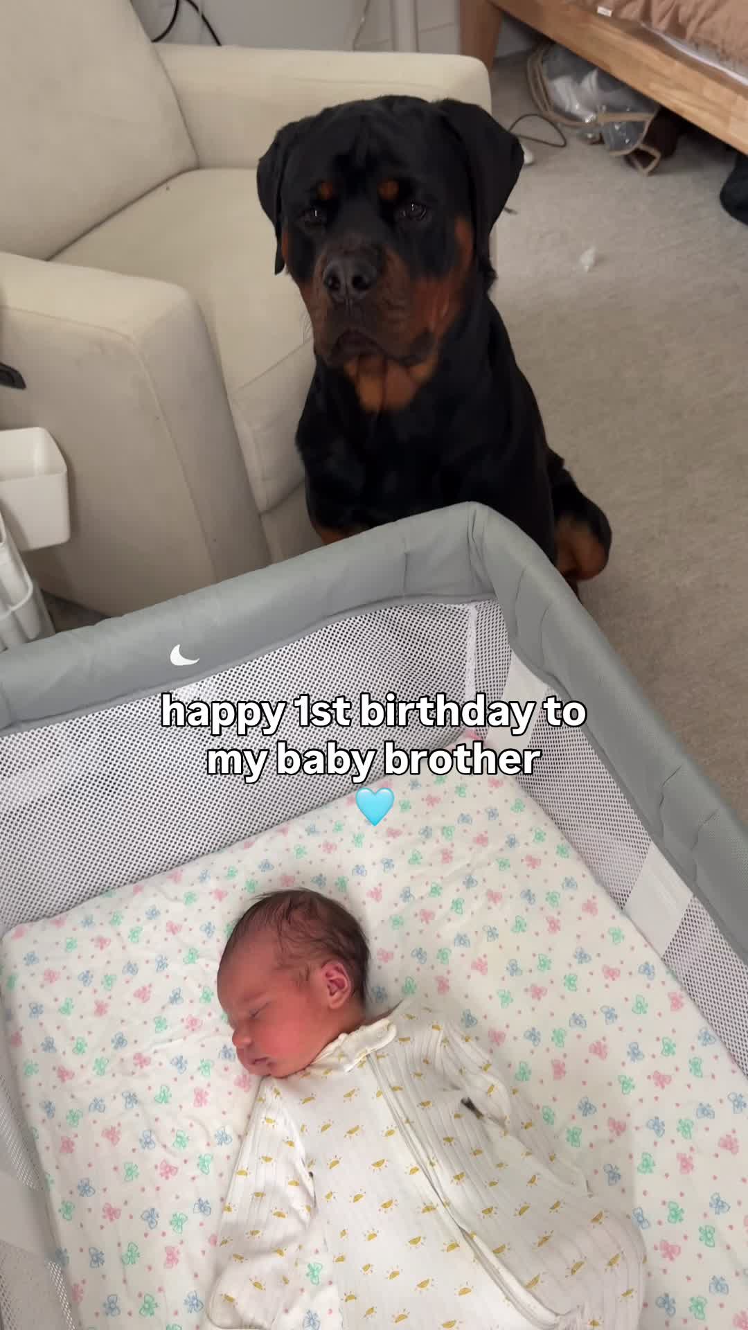 @Rex the Rottweiler