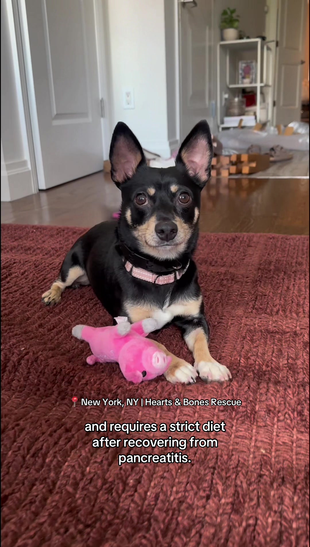 @Adopt a Pet