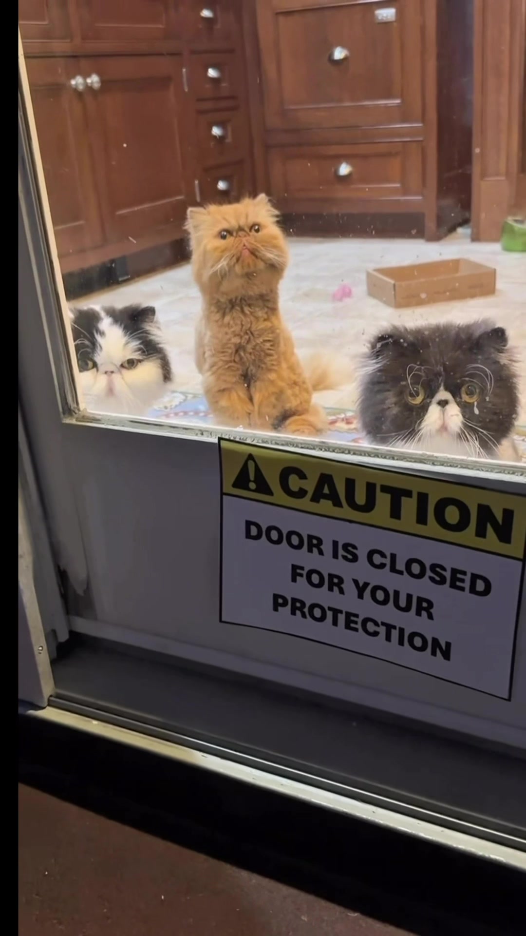 @Walter Bishop The Cat