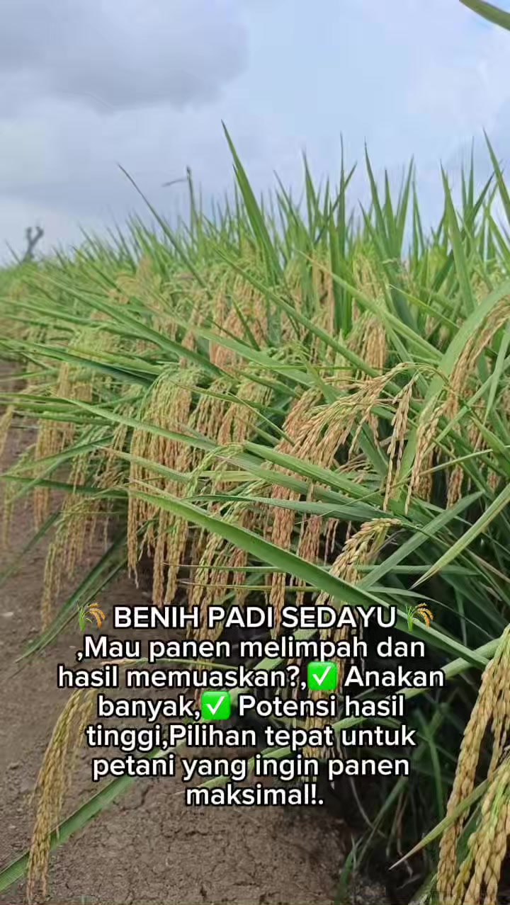 @PT. BHD INDONESIA