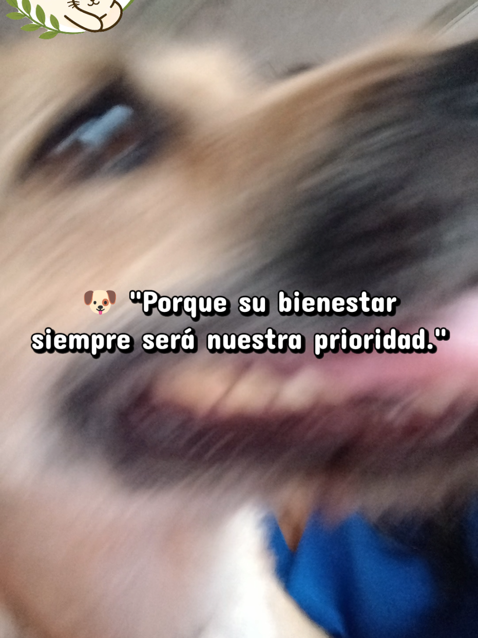 @Vital Paw