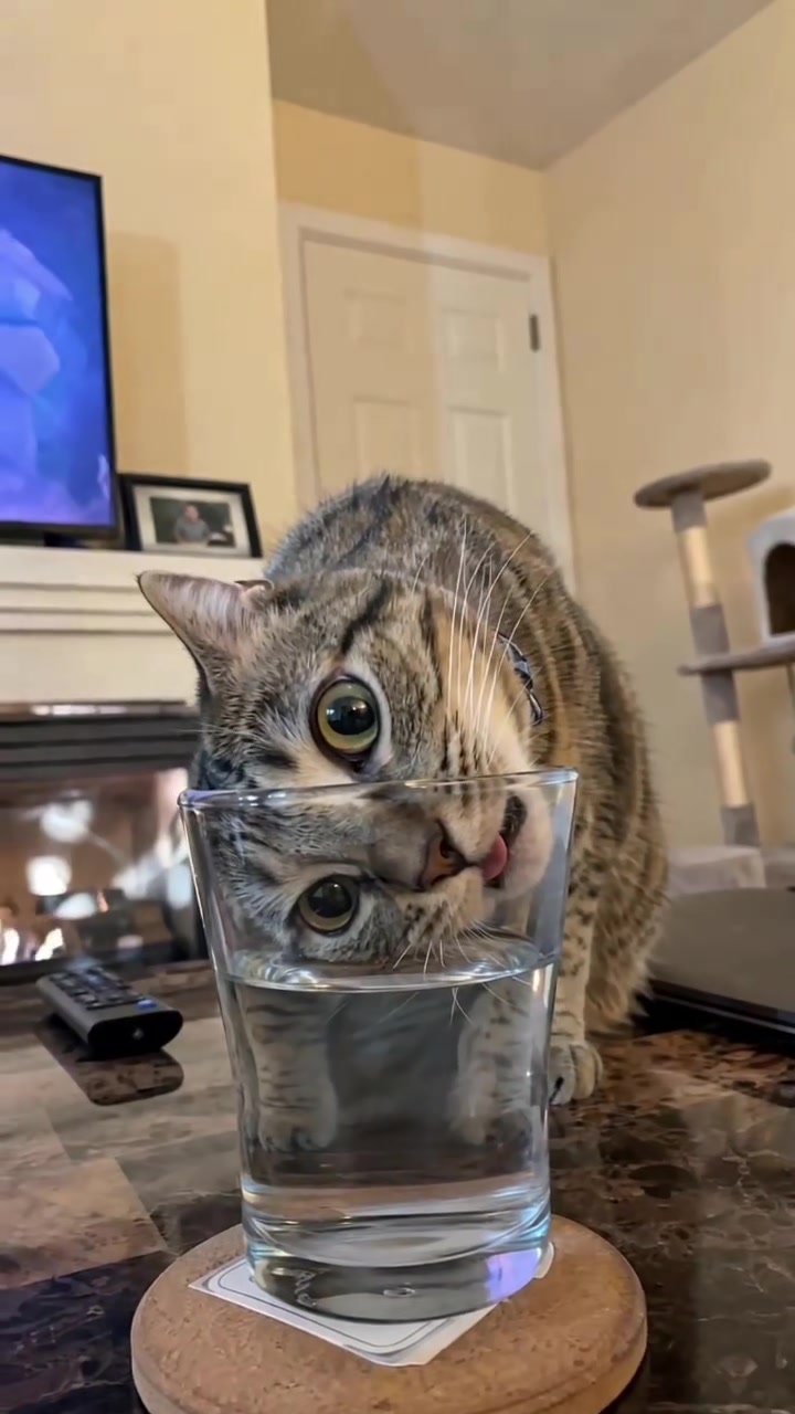 @Random Cat Stuff