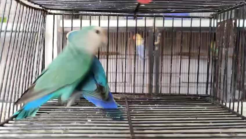 @ROYAL BIRD US