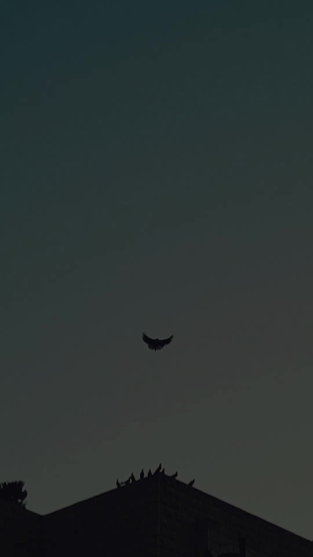 @Pigeons Tv