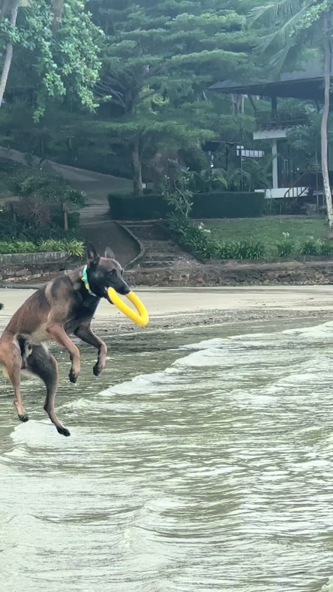 @doglifethailand