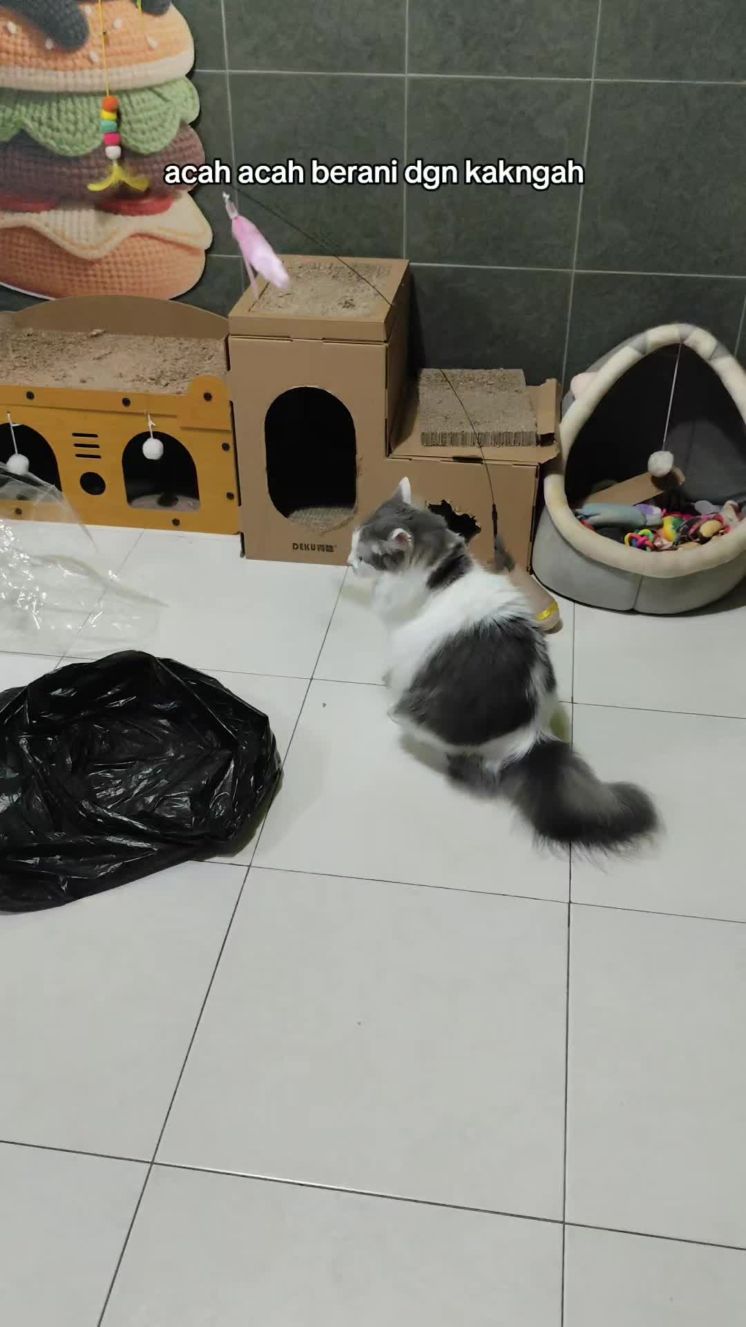 @Omma Kucing 🇲🇾🍉