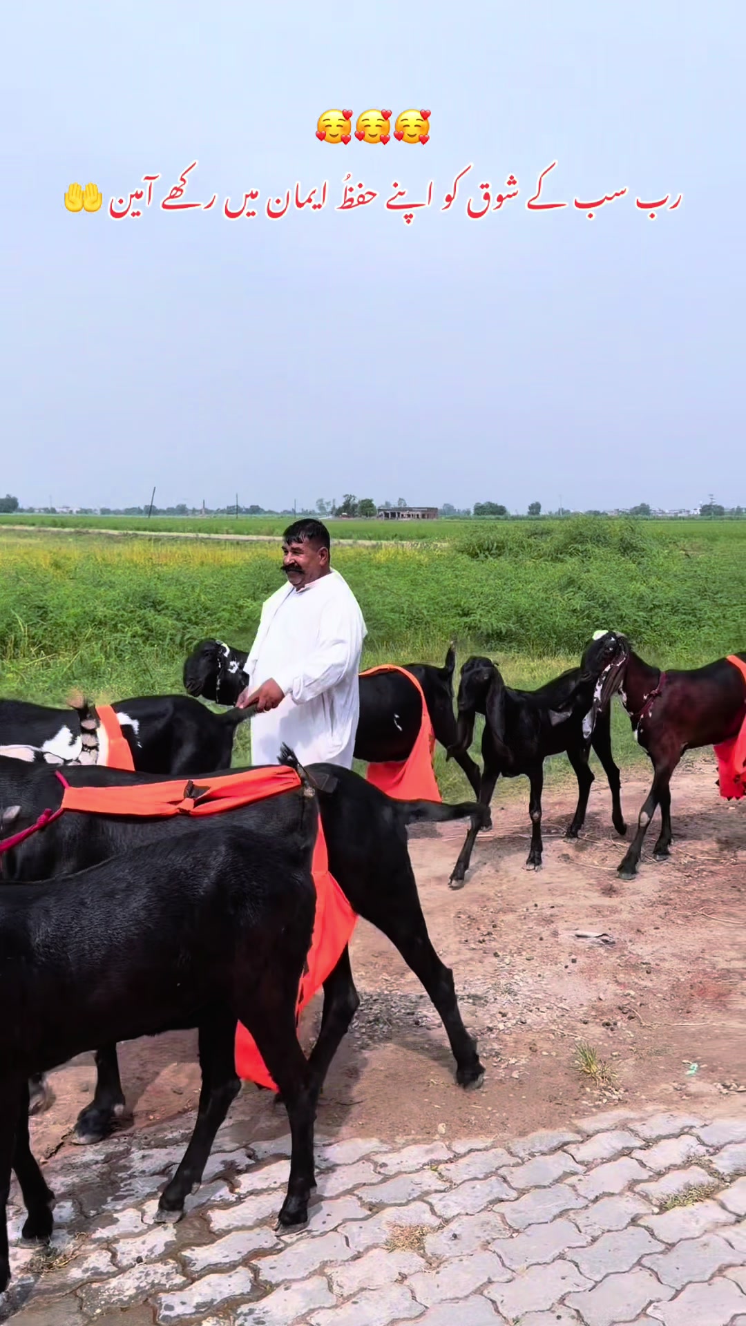 @Chohan Goat Farm Sialkot