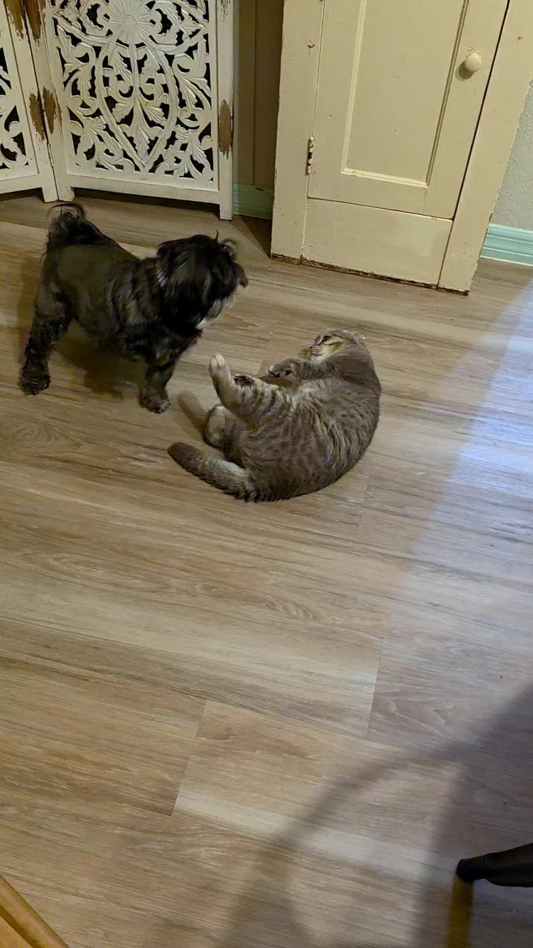 @South Texas Persian Rescue