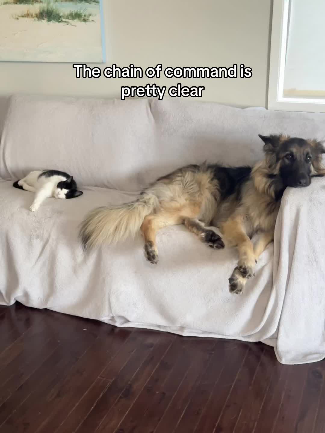@Indy German Shepherd