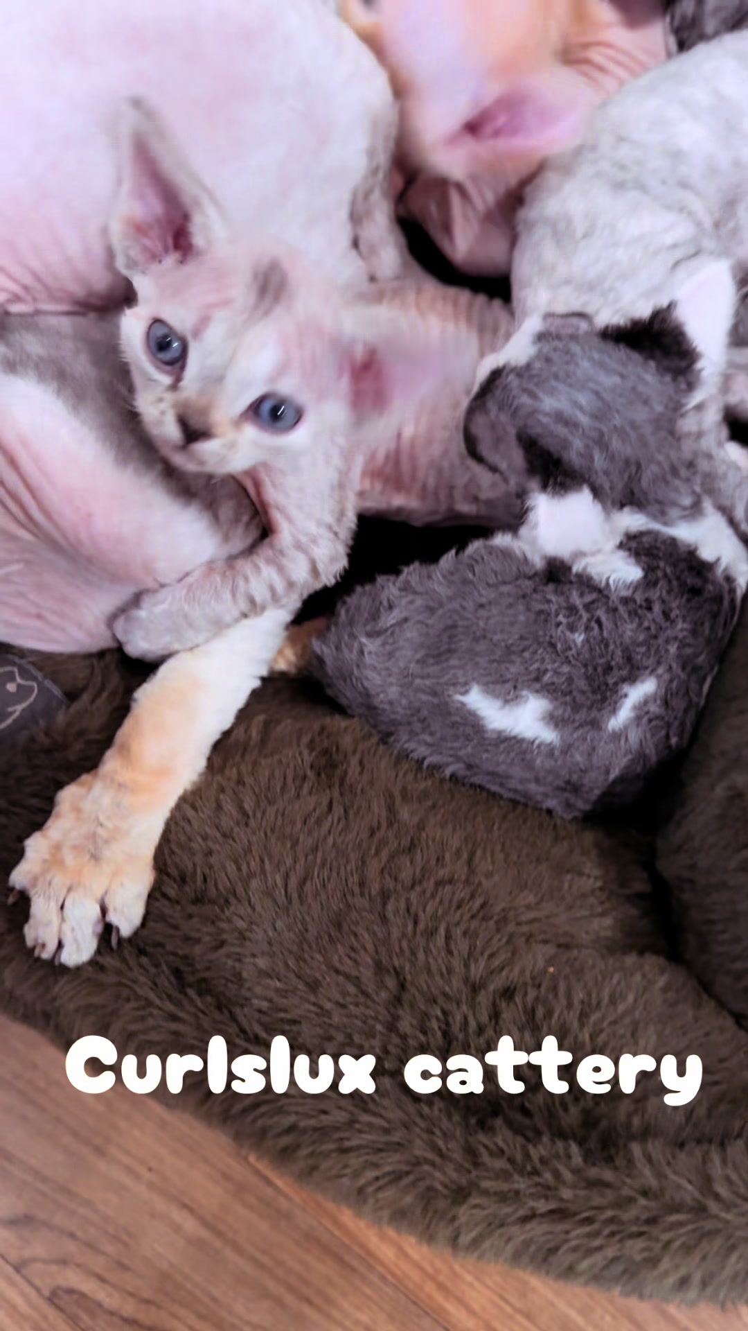 @Curlslux cattery!!🇺🇸