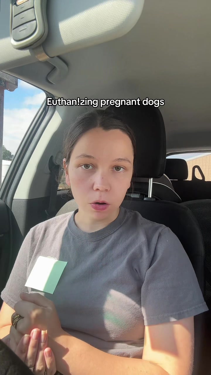 @Kayleigh + Dogs