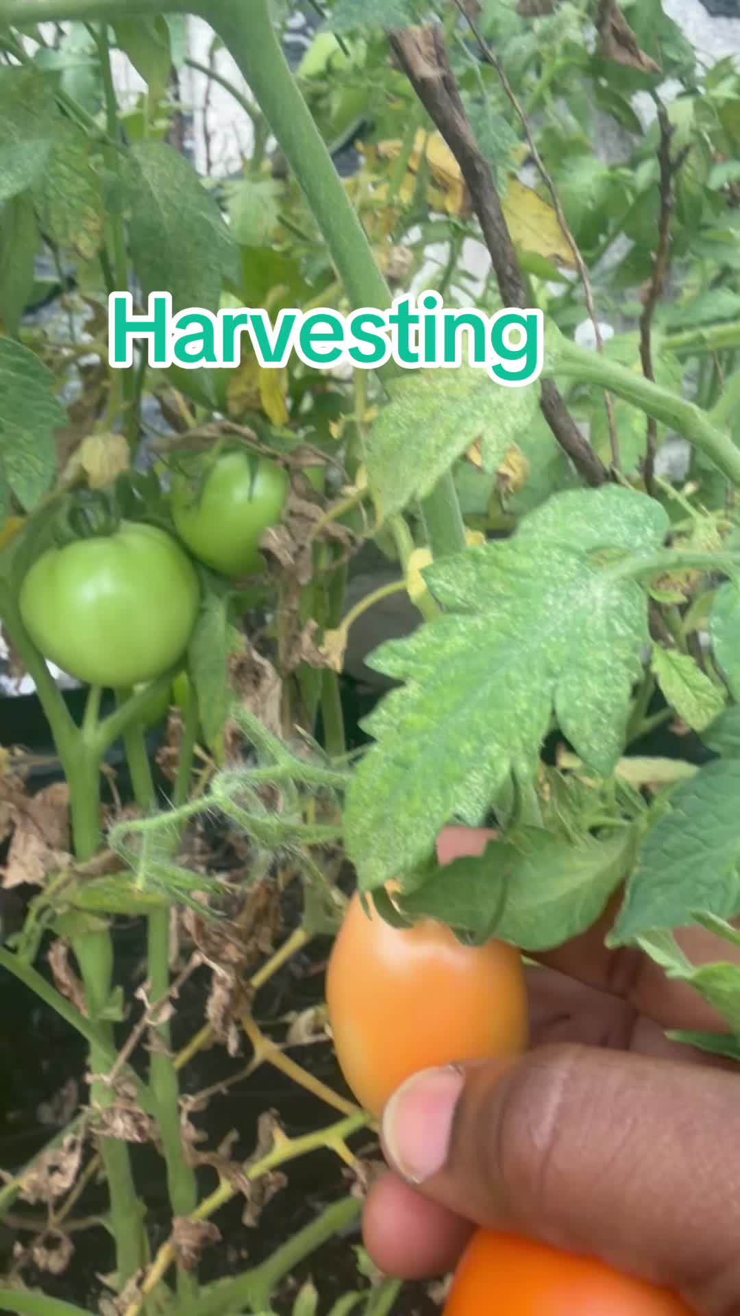 @Gracefully farm land