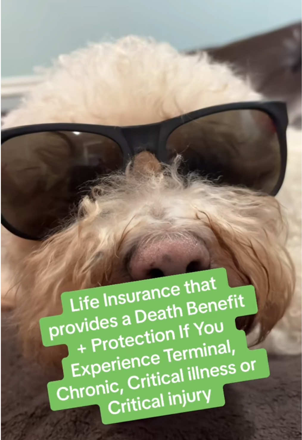 @Leo Latin Life Insurance Agent