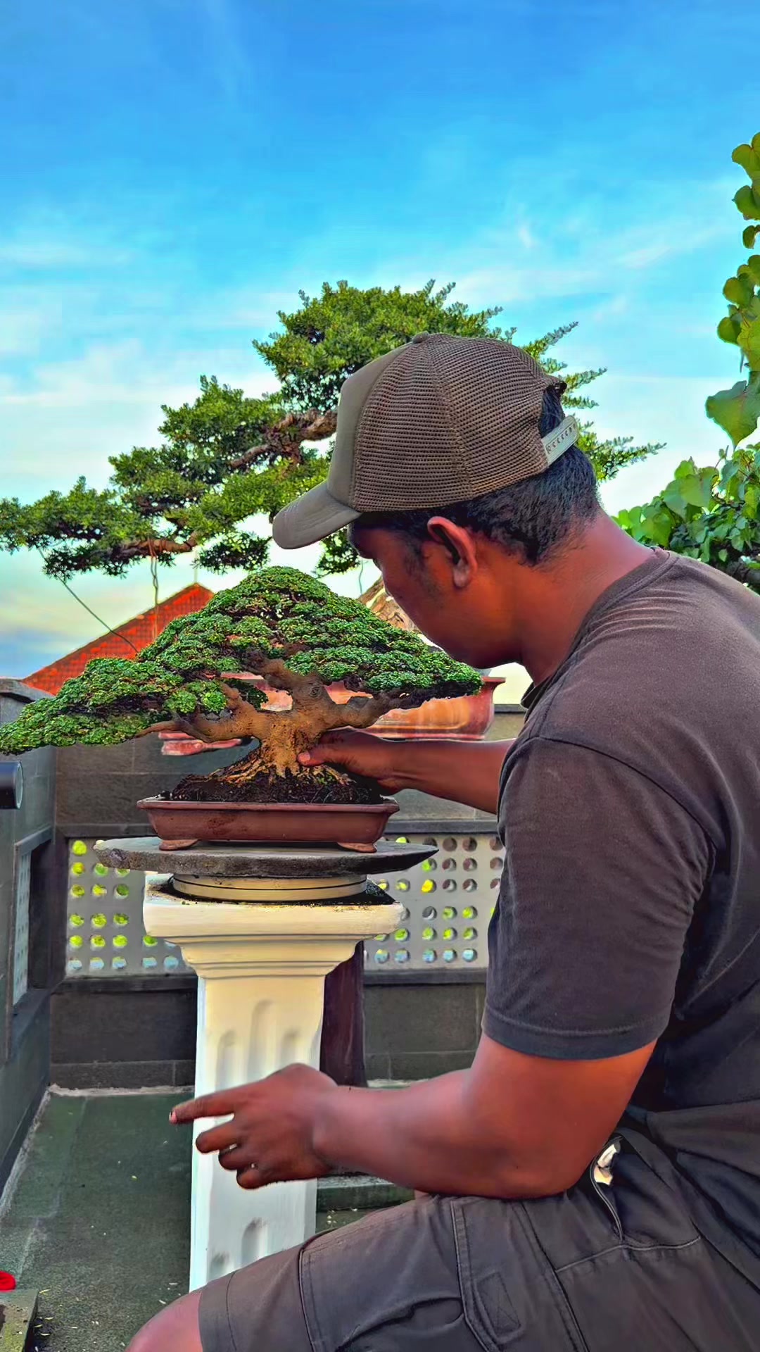 @“Cris Art Bonsai”