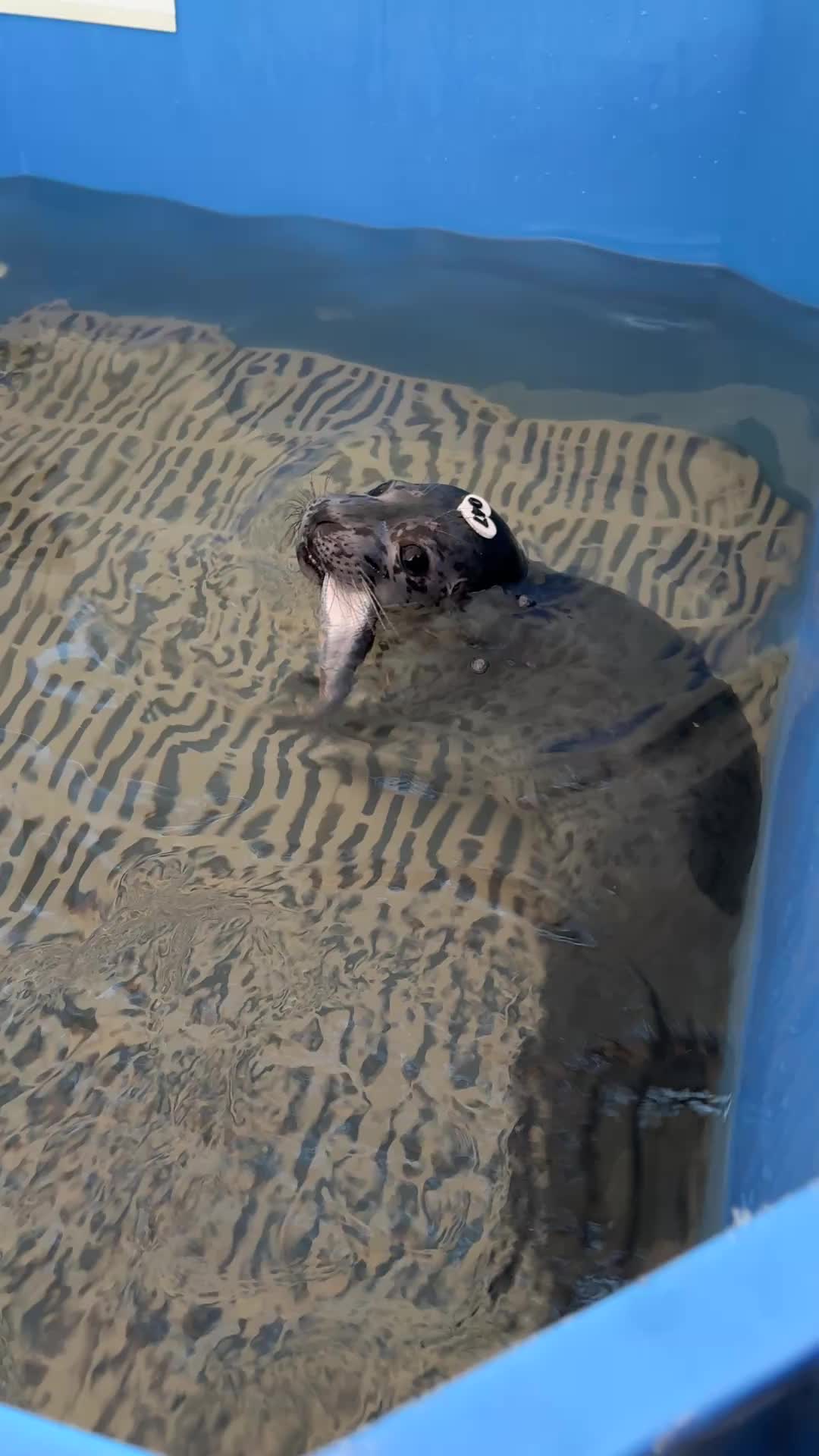 @Marine Mammal Rescue Society