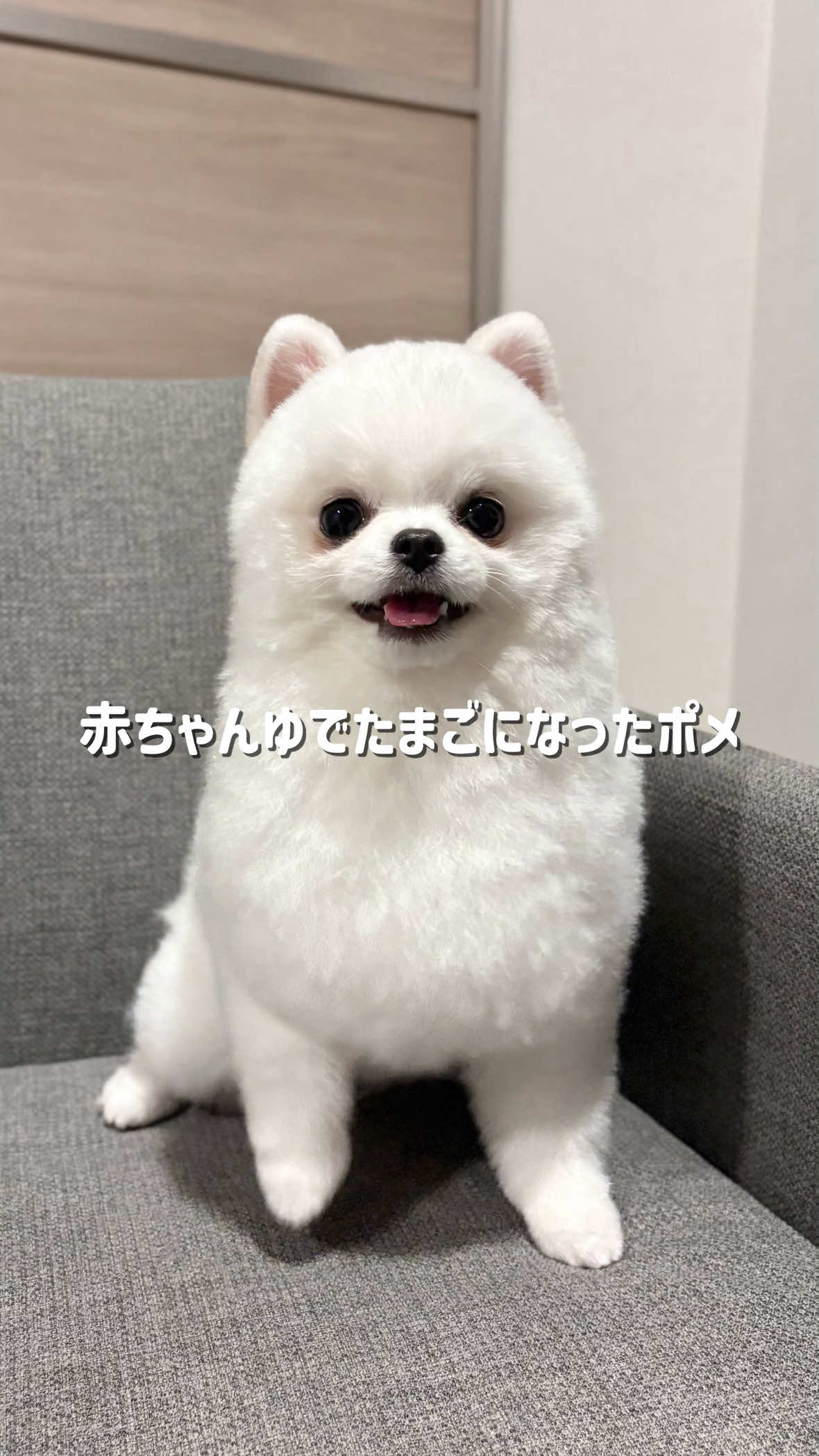 @ポメラニアンのミル🍼