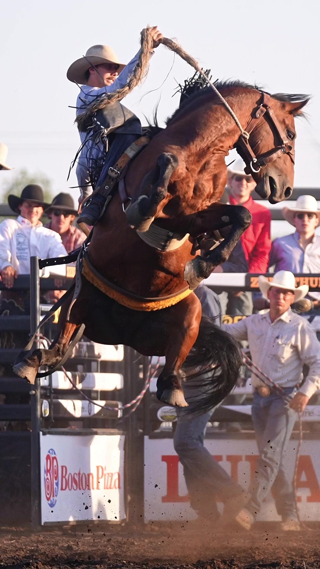 @Hanginghorses