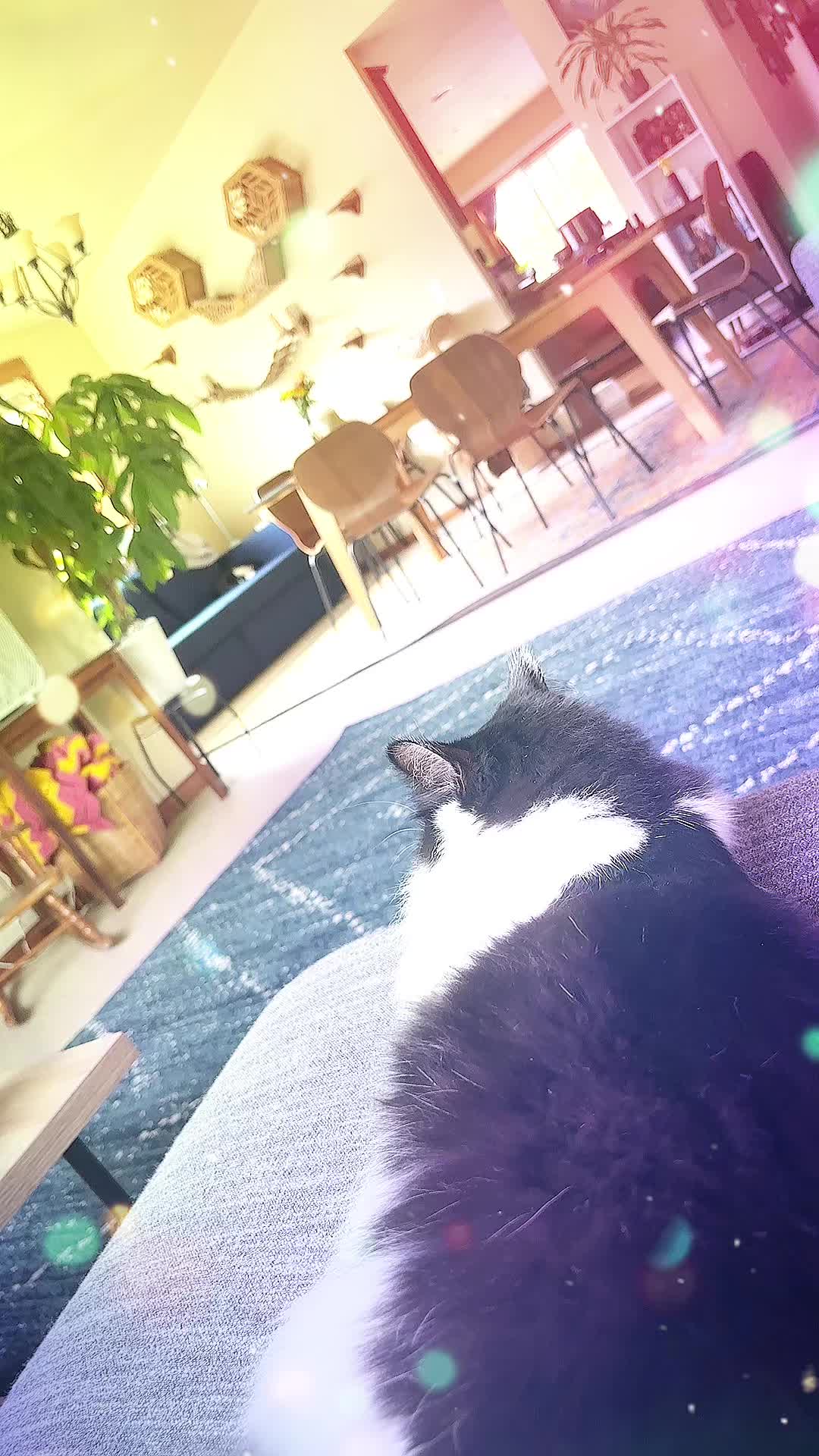 @hugo || catnap