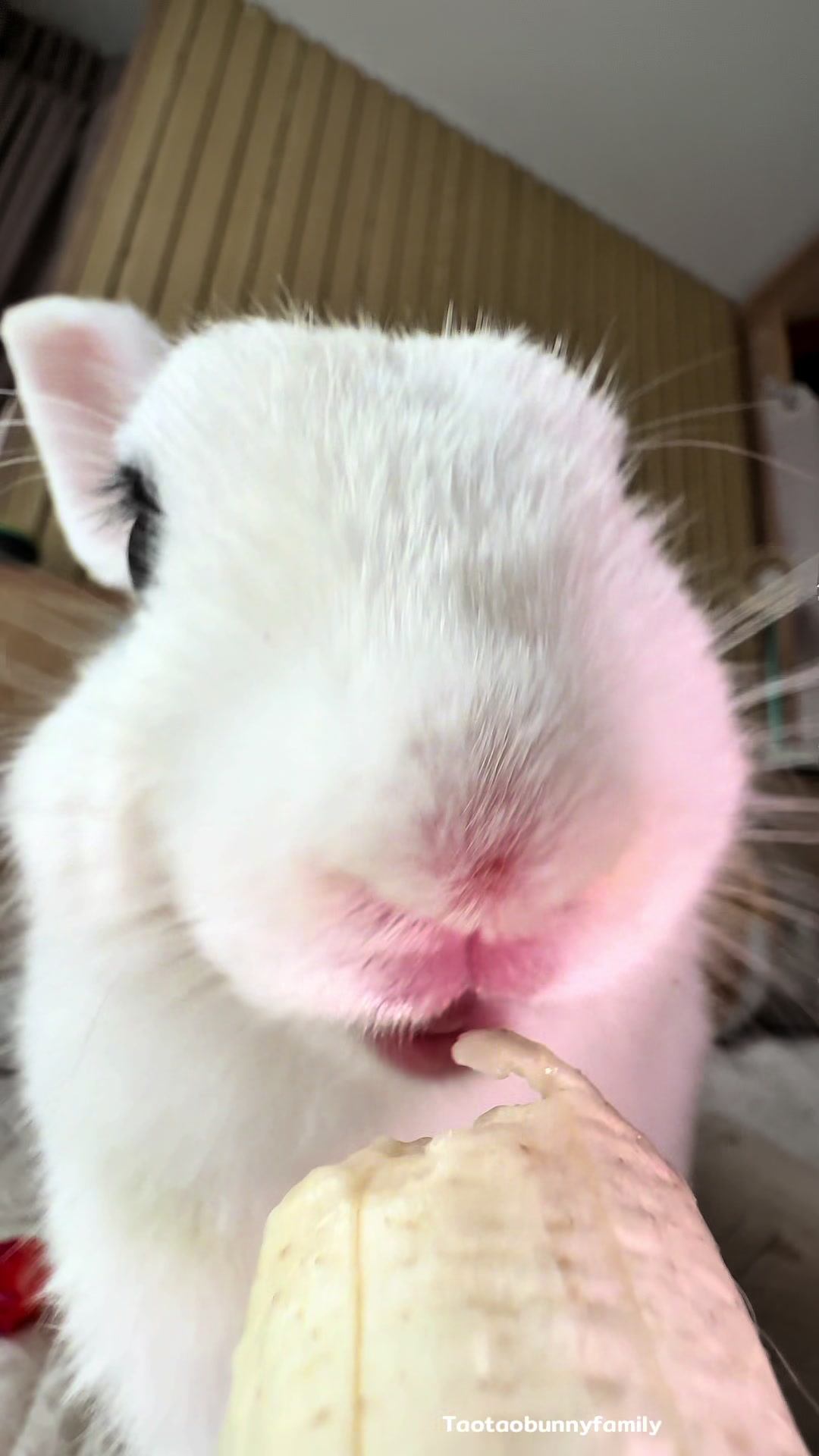 @Taotao Bunnyfamily