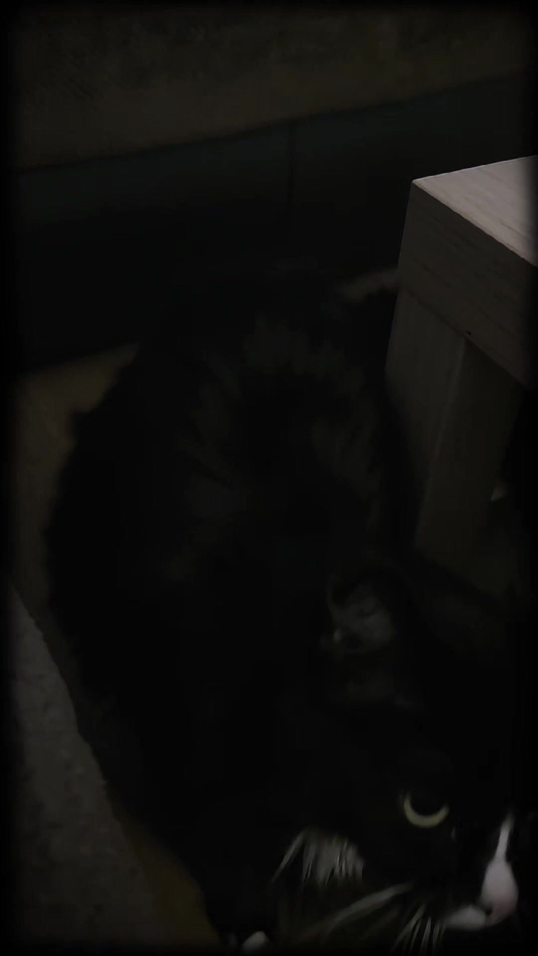 @AtticaTheTuxedoCat
