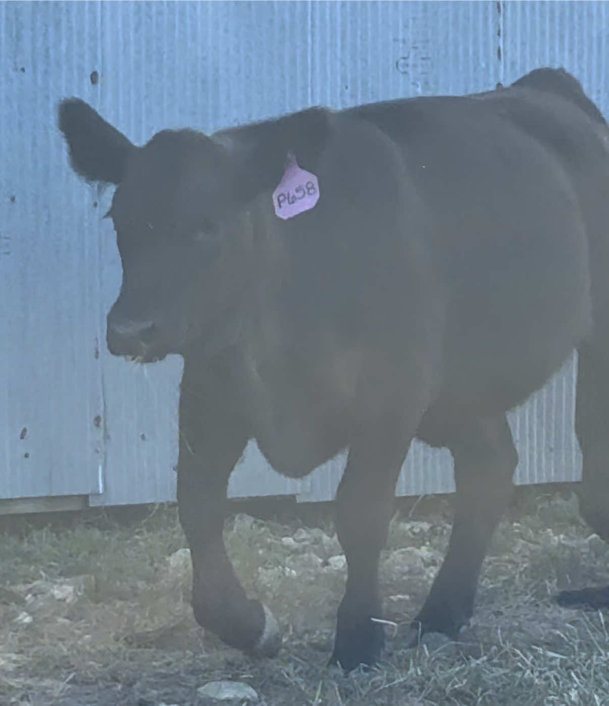 @Massey Land & Cattle