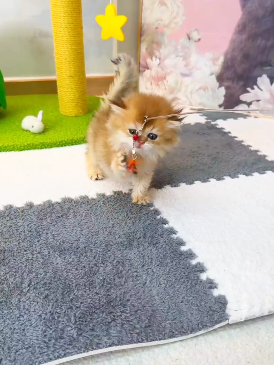 @핑발바닥은 못참는다냥🐱