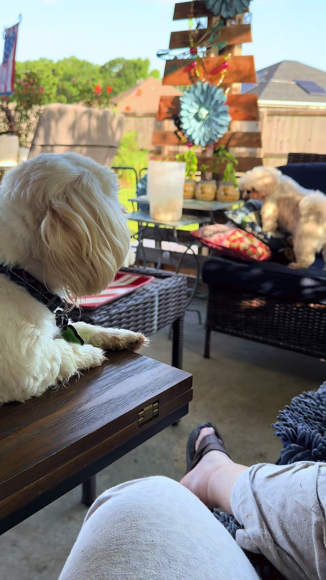 @Twilight Shih Tzu