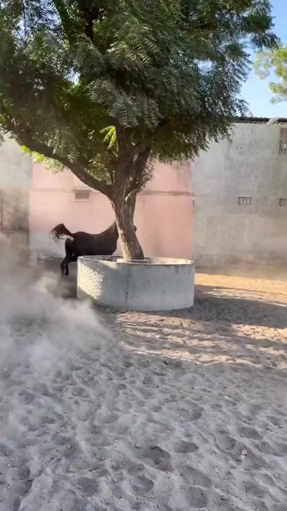 @hamara village sipyala🐴🐎🇵🇰
