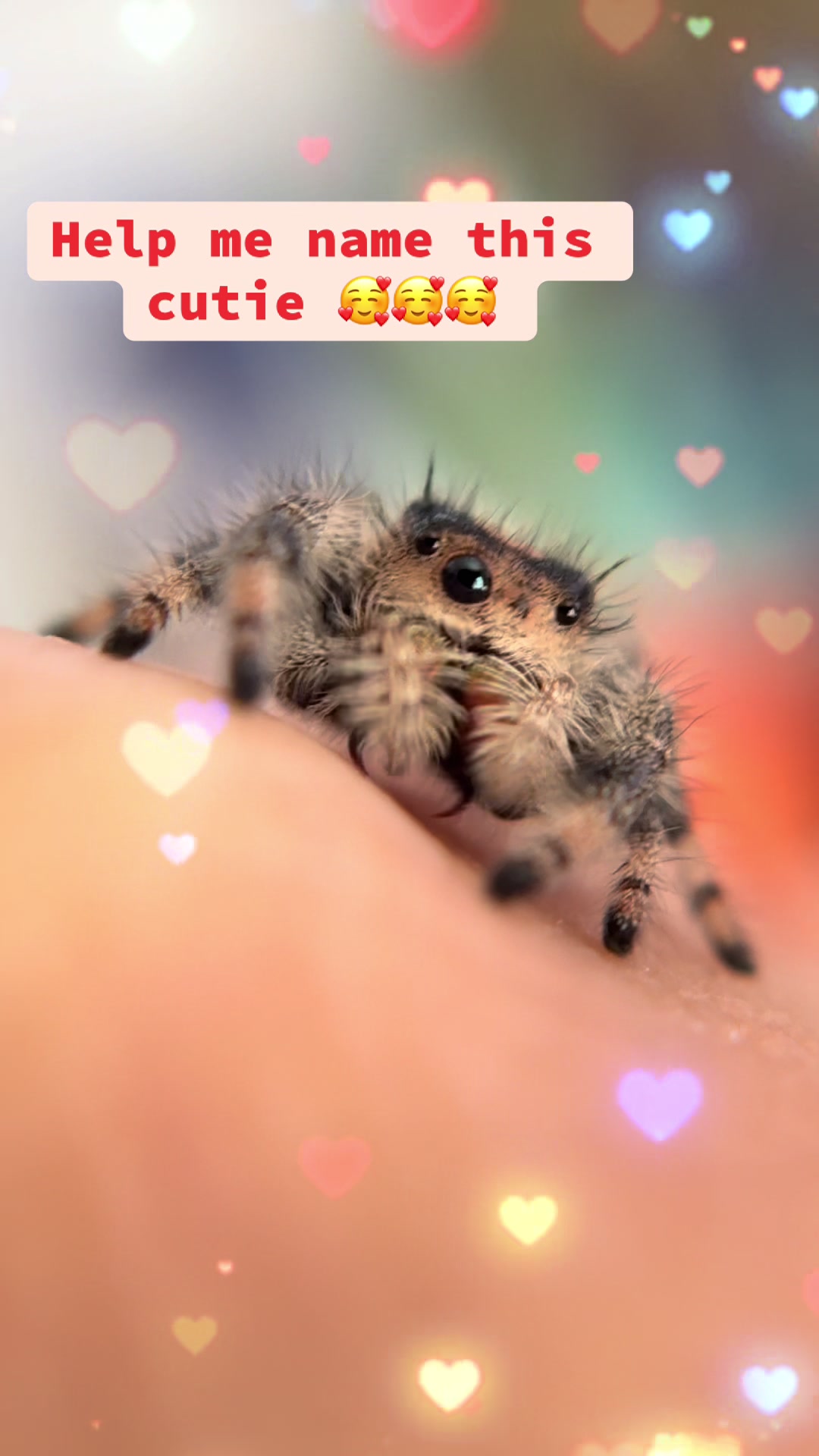 @Itsy Bitsy Friends